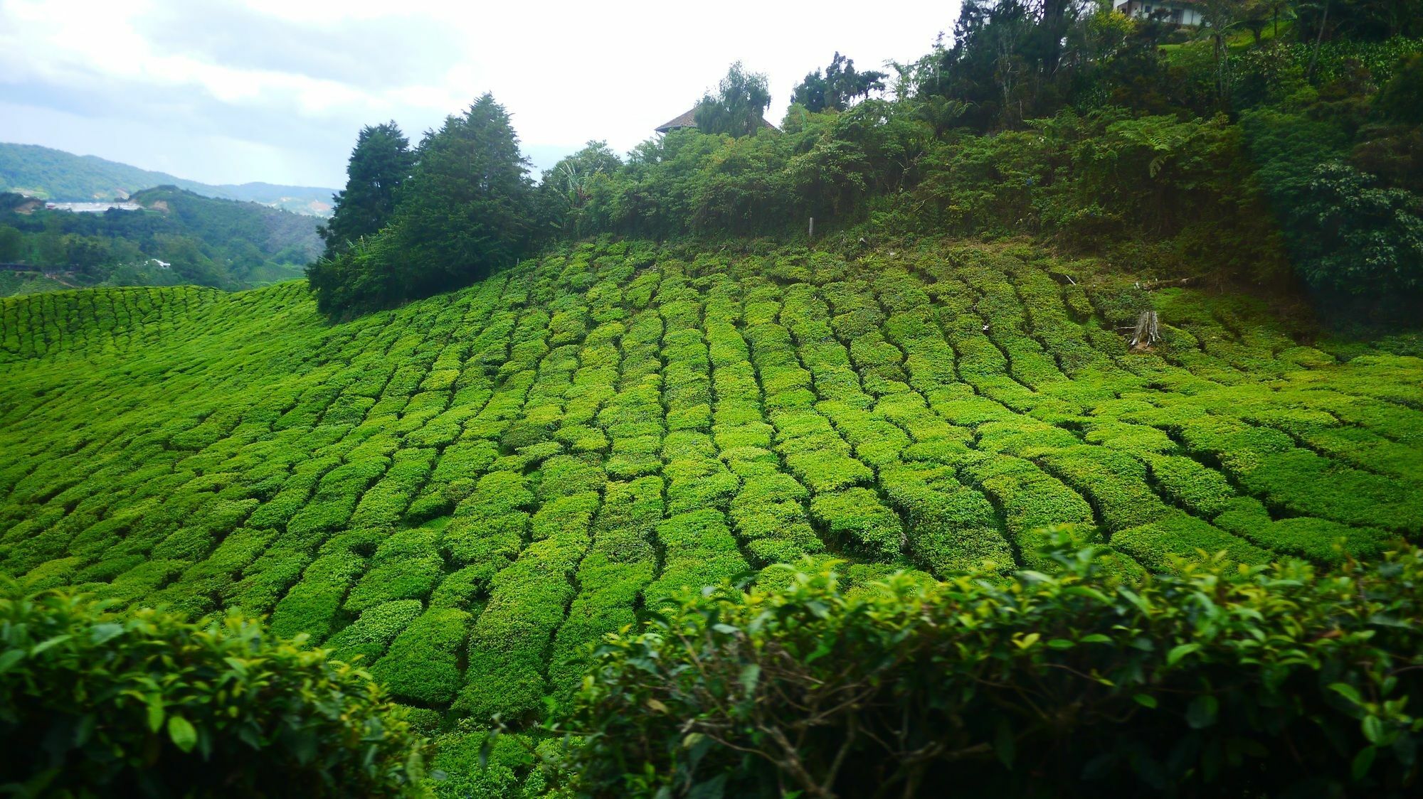 Zetter @ Cameron * Cameron Highlands